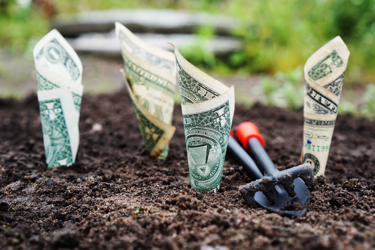 money growing from the ground