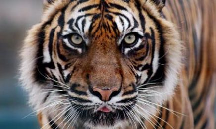 A Tiger Will Not Eat Your Returns - Dave Kennon